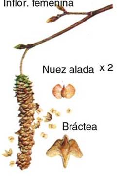 Descripción: Descripción: Descripción: betula